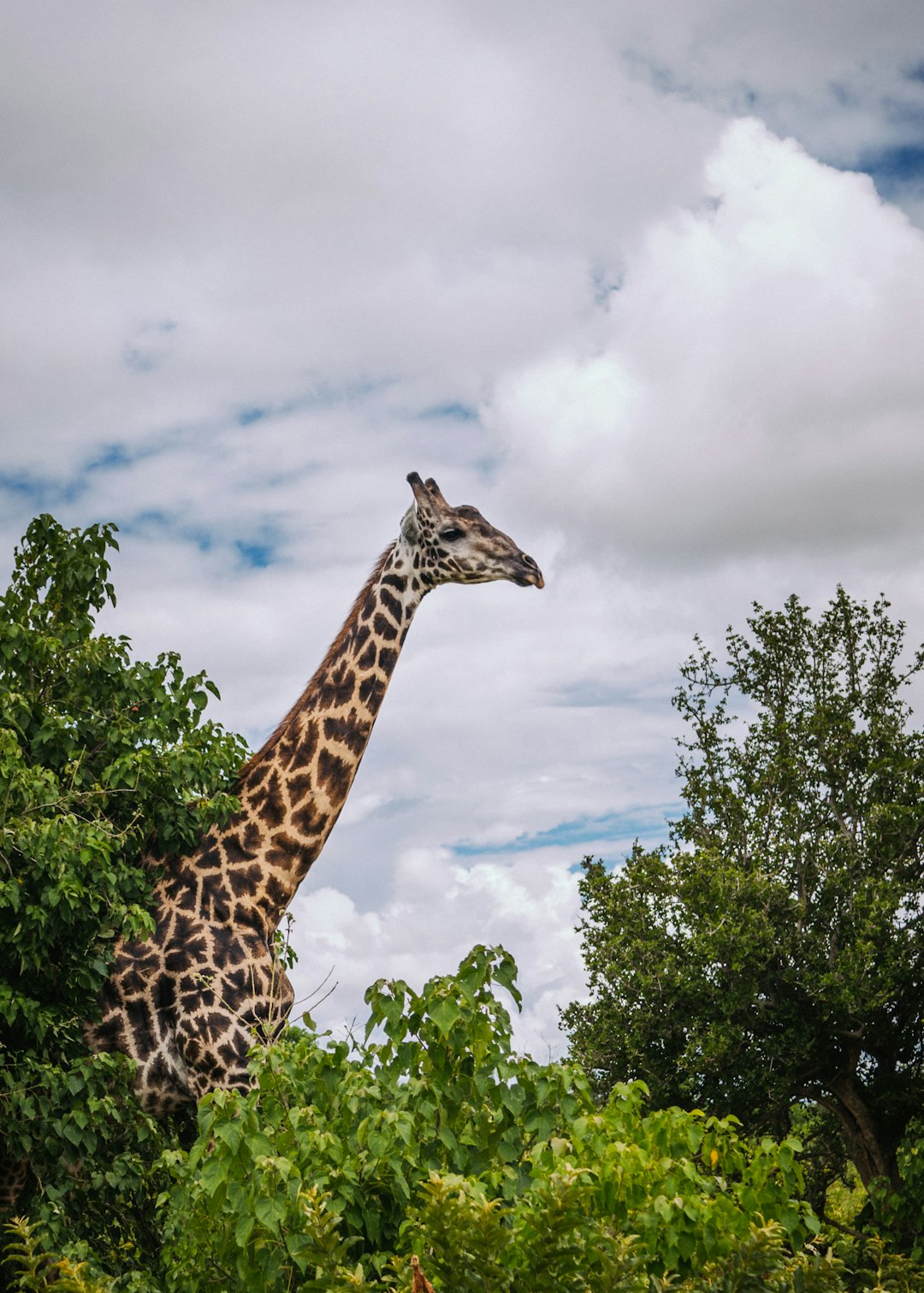 giraffe surround with trees in Botswana giraffe surround with trees