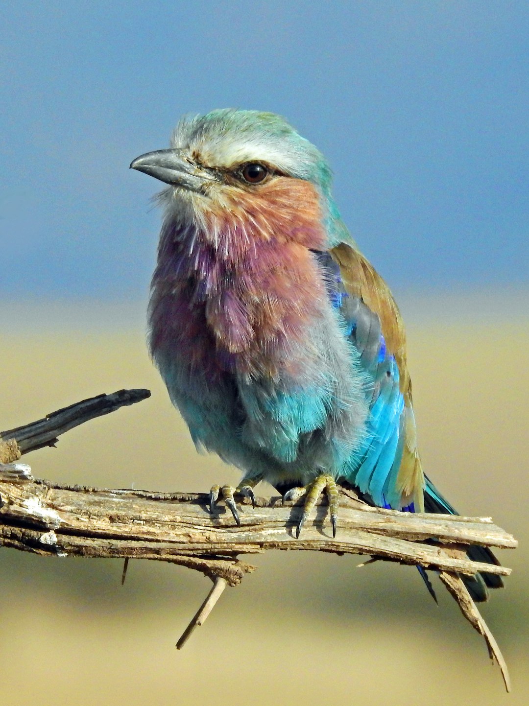 Photo by David Clode shallow focus photography of multi colored bird