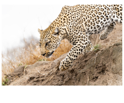 leopard botswana