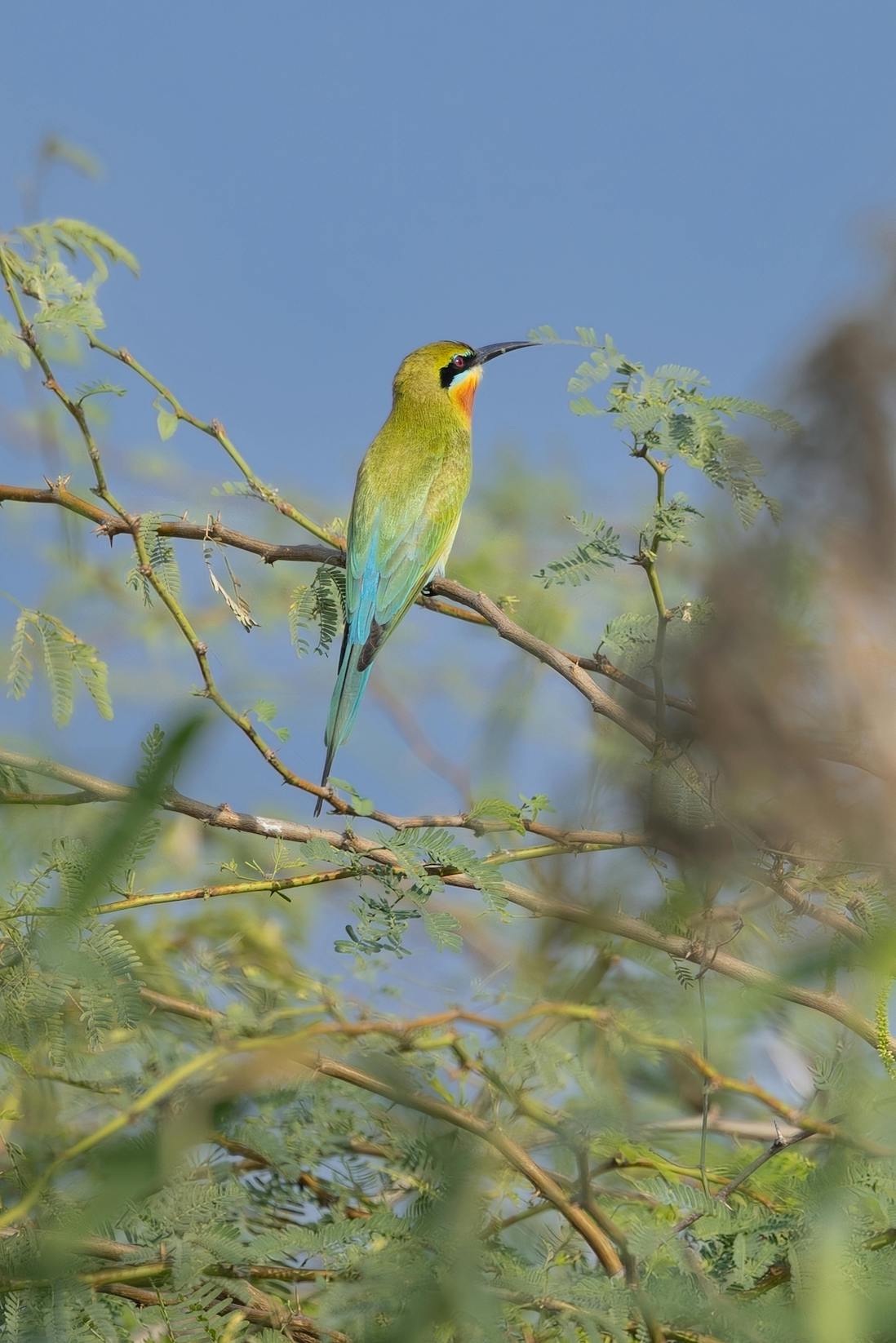 Botswana bee eater