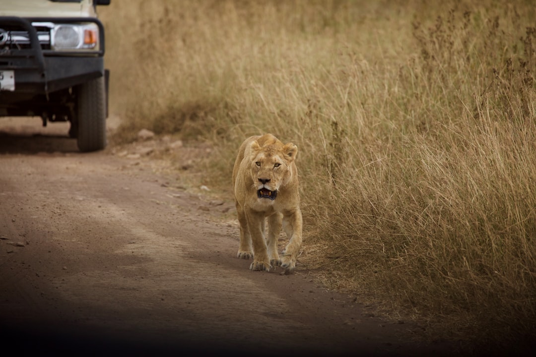 Photo by Magdalena Kula Manchee brown lioness walking on brown field during daytime