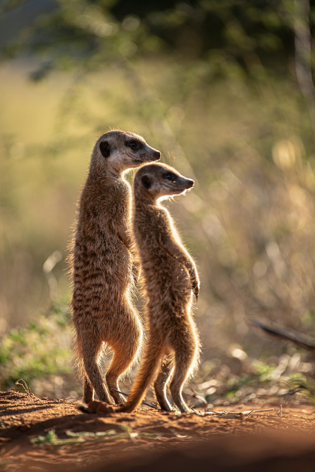 Kalahari desert two small meerkats standing next to each other