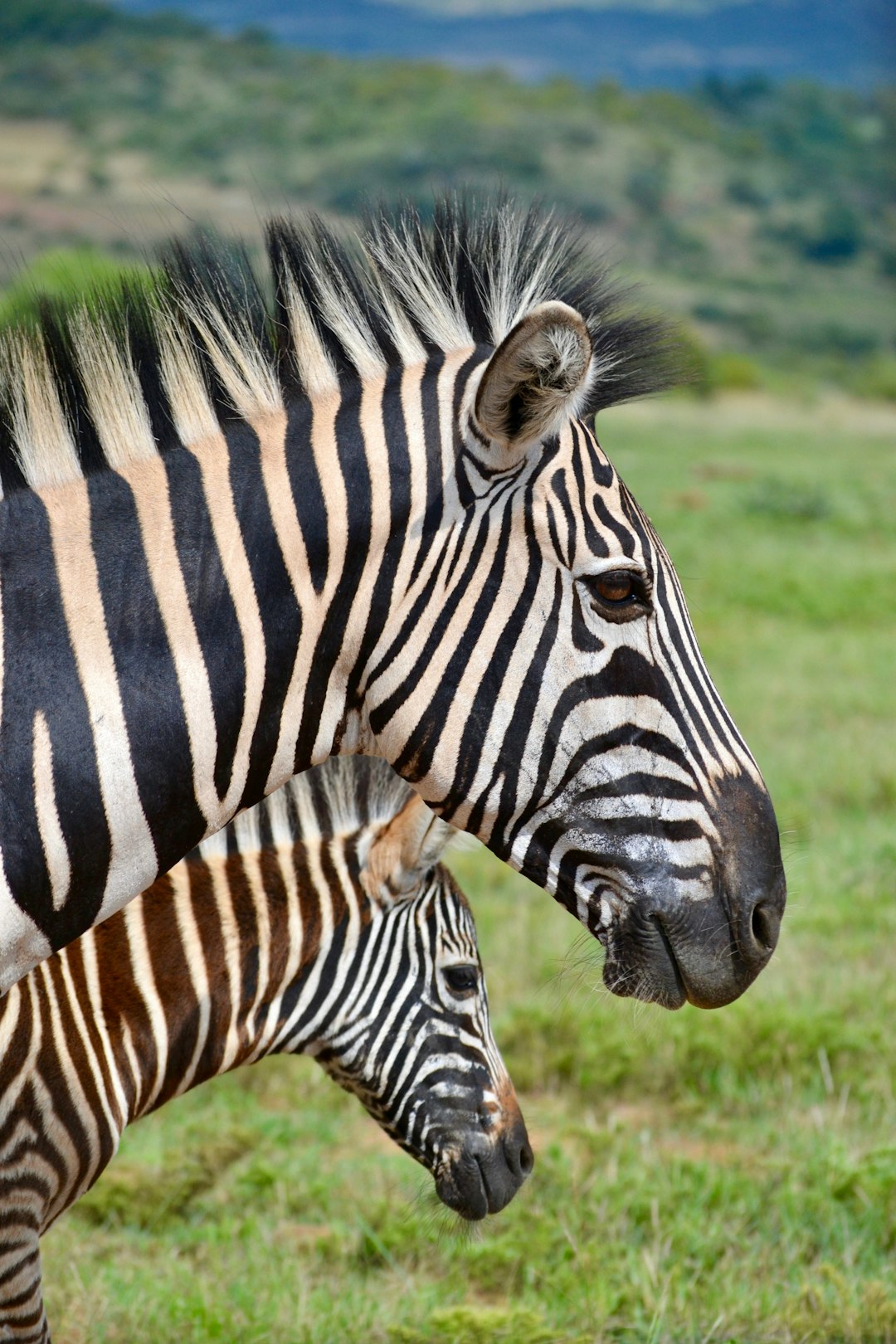 Photo by Melanie Stander two zebras facing sideways