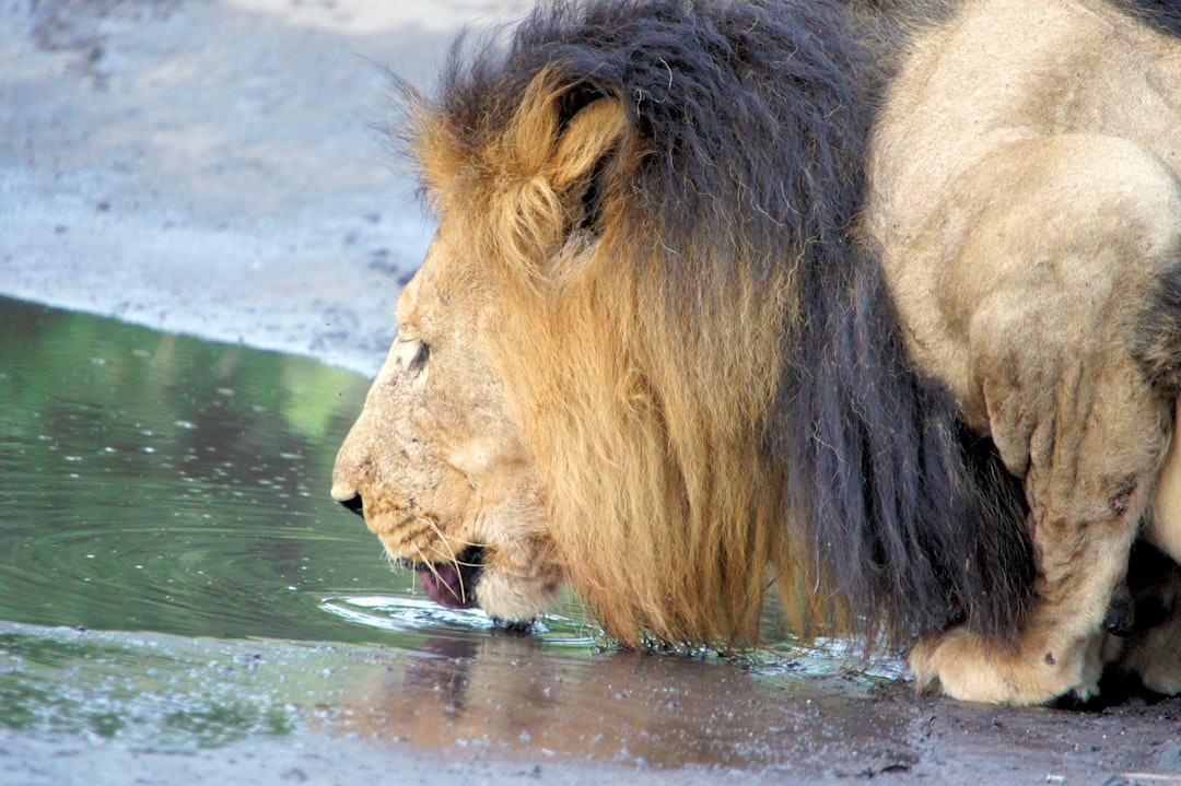 lion on water during daytime