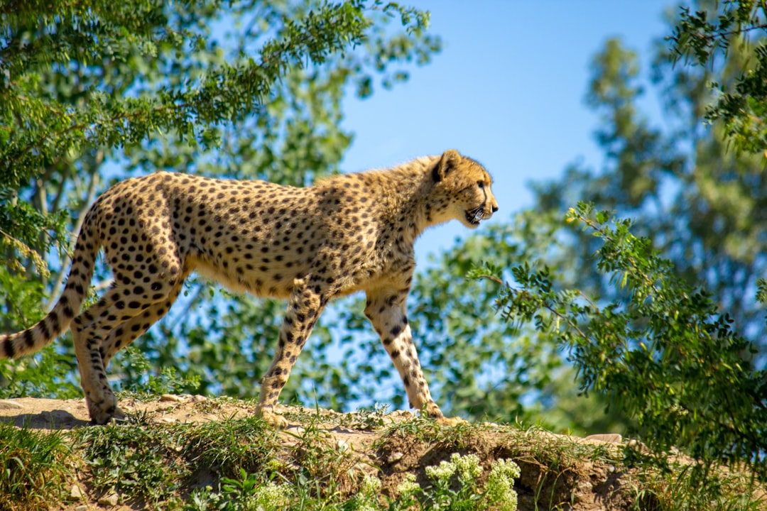 Photo by Rodrigo Ardilha cheetah walking on large rock