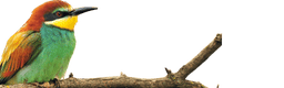 Untitled (256 x 80 px)-2