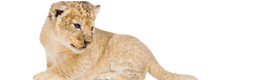 Untitled (256 x 80 px)