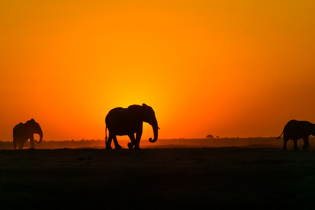 Photo by Jordan Heinrichs silhouette of elephant on brown sand during sunset