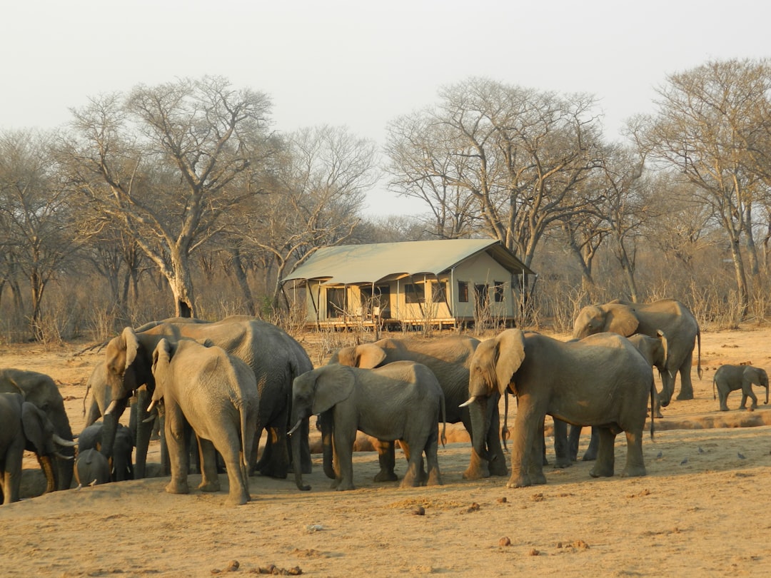 campground Kalahari desert group of elephant walking in the Kalahari desert