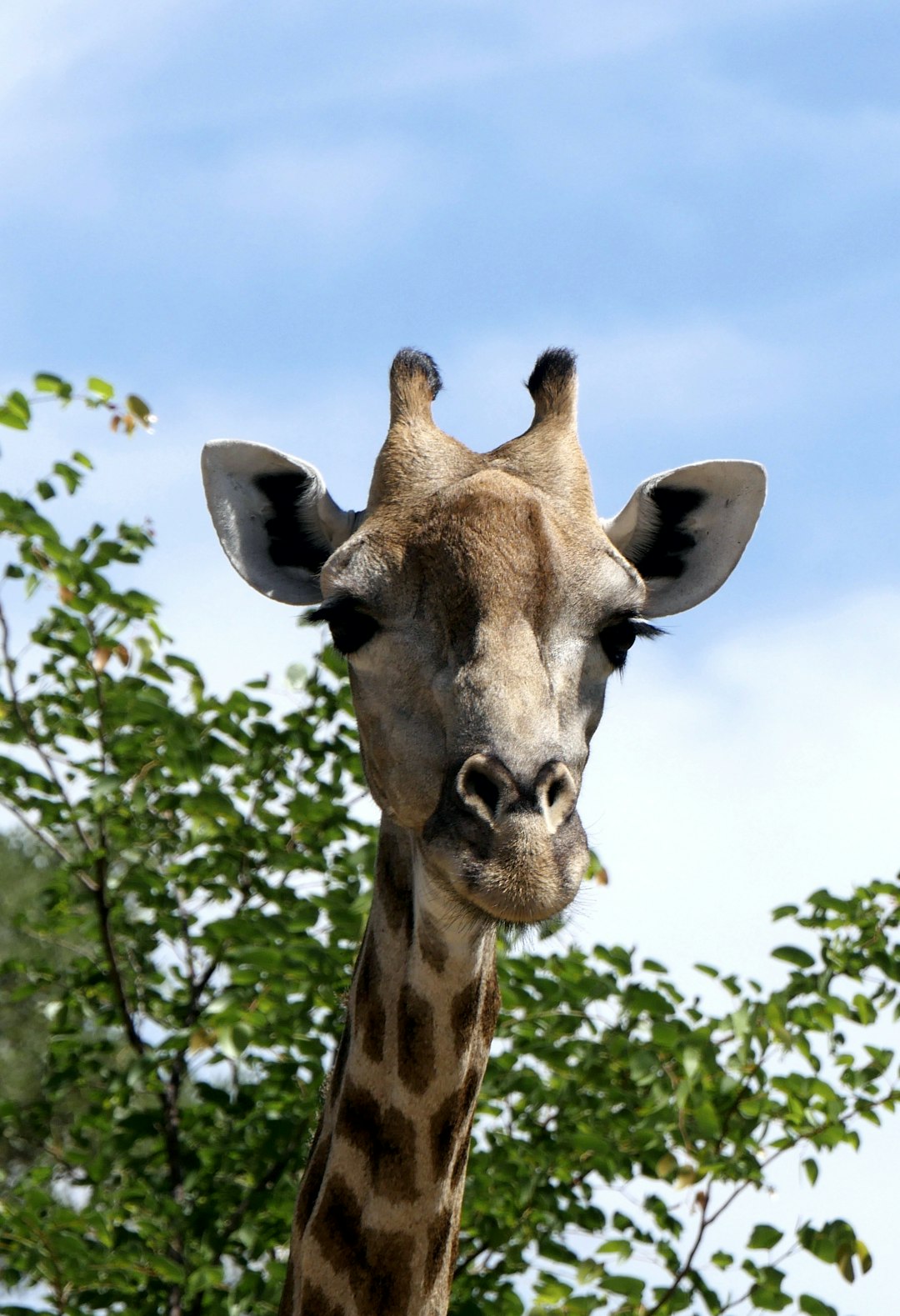 Photo by Ray Aucott brown giraffe in close up photography