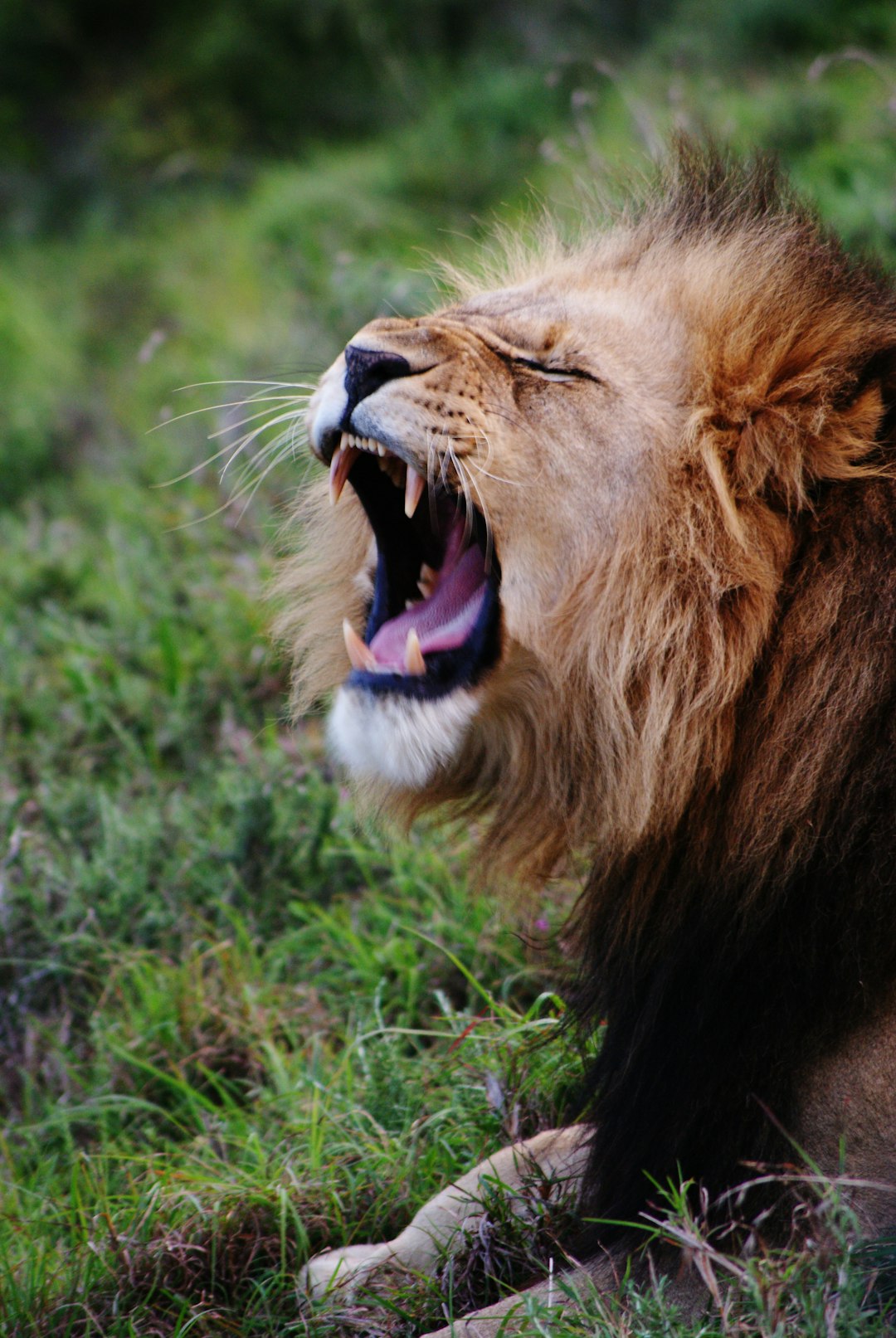 Photo by Zoë Reeve yawning lion