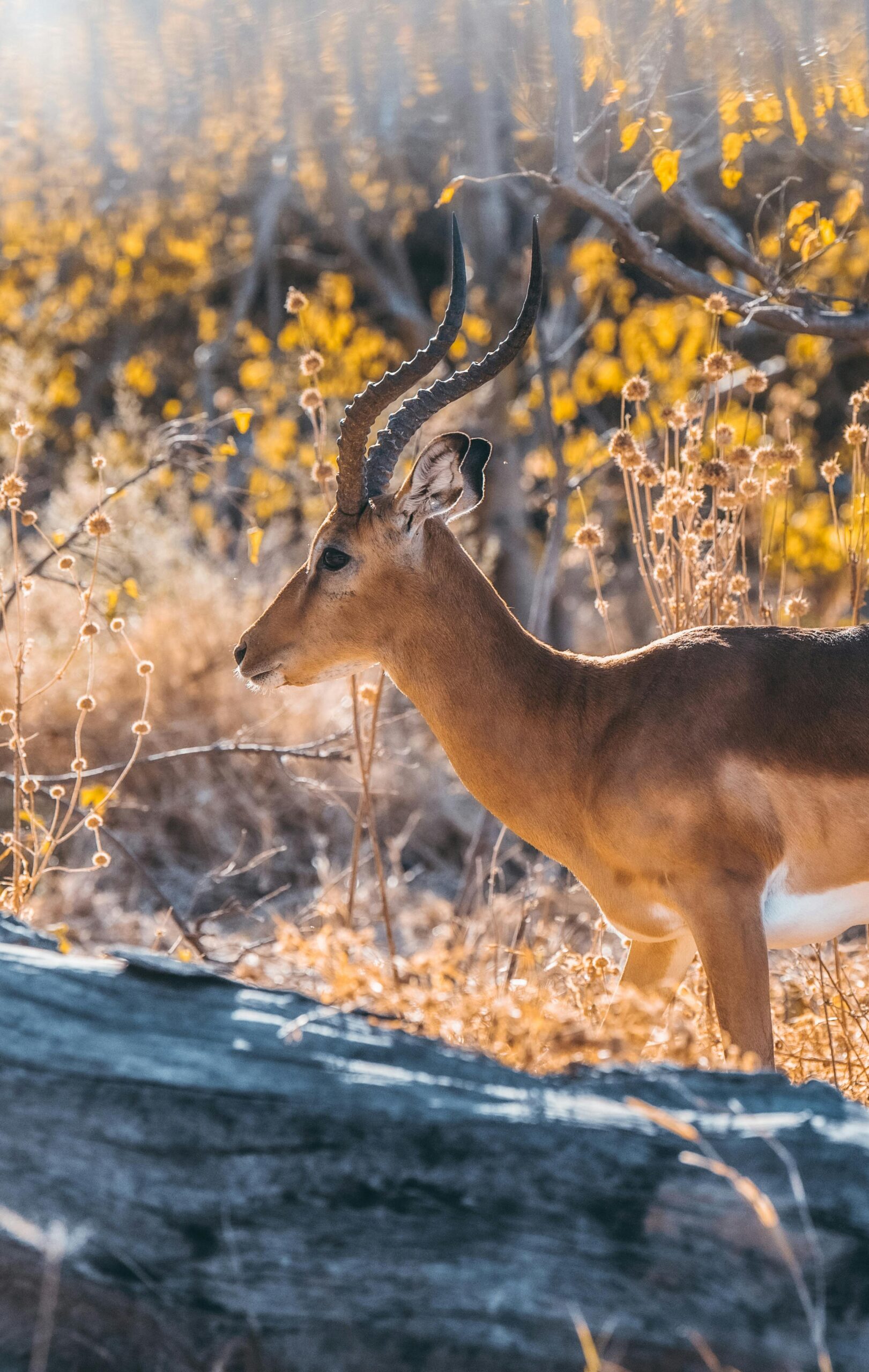 impala