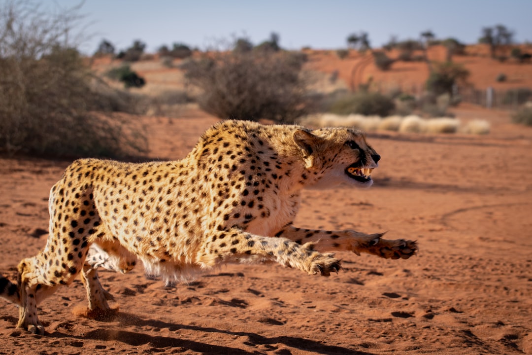 a cheetah running in the desert with its mouth open