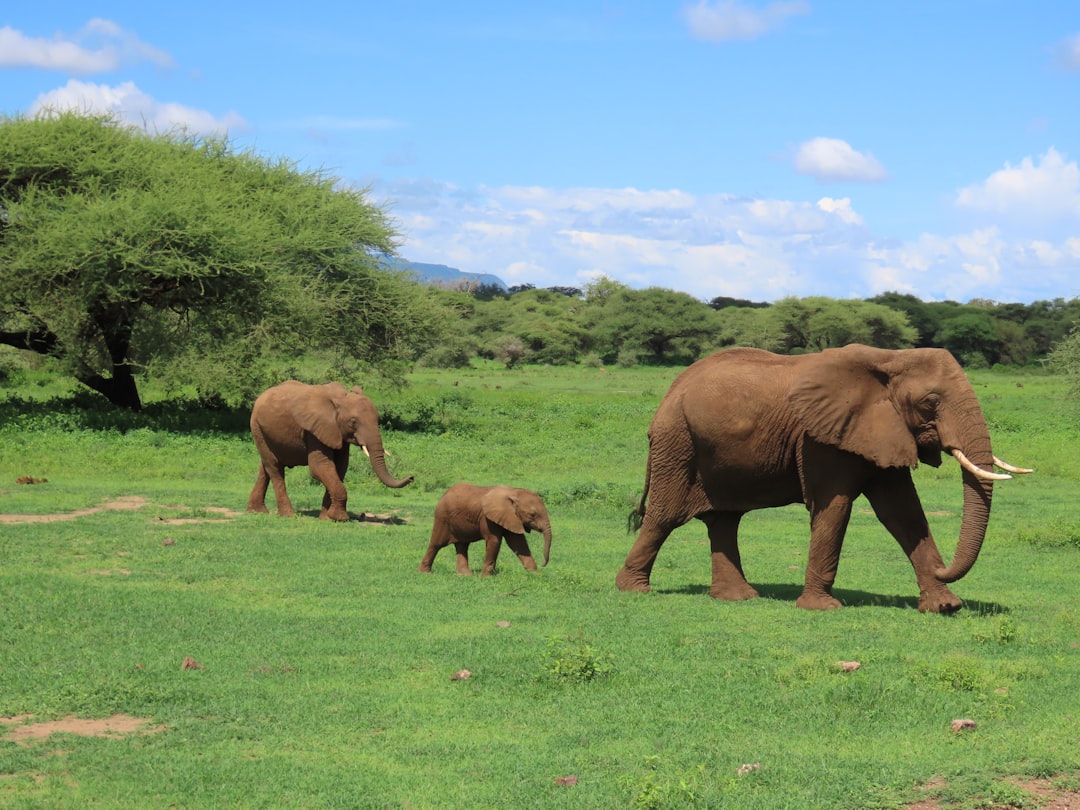 Photo by Michael Wilcox brown elephants on green grass field during daytime