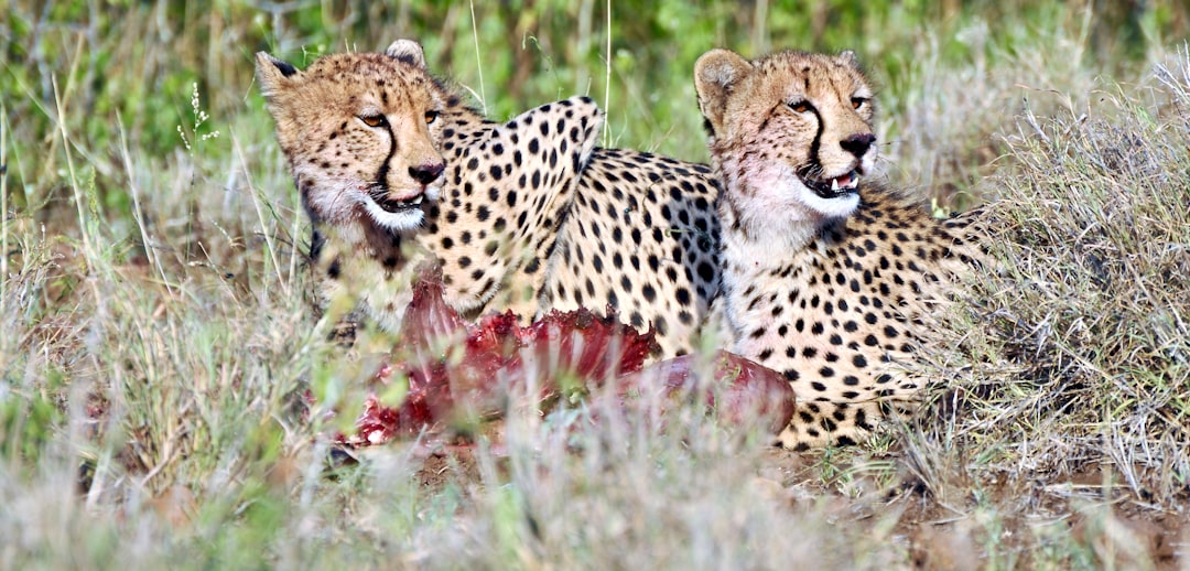 Photo by Crystal McClernon a couple of cheetah laying in the grass